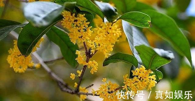 养桂花其实挺简单,做好这些“事”,叶不黑,根系壮,开花处处香