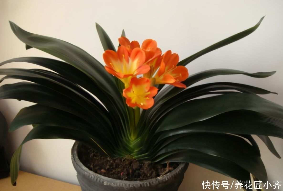 养花种菜太费土，全部购买不现实，教你3个技巧，省钱又有营养