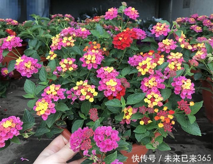 喜欢养护花卉，就在室内养护“五颜六色”的花卉，花期长，花量大