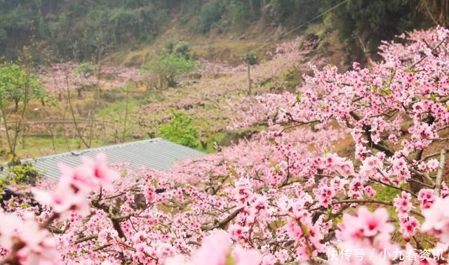 失落|史上最美的两首桃花诗,一个灿烂欢喜,一个遗憾失落