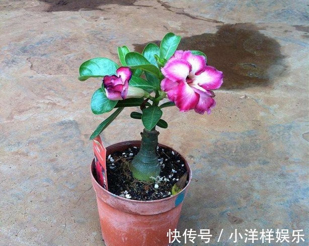 原产地|一个月不浇水都不会死的盆栽花卉，轻松把它养爆盆