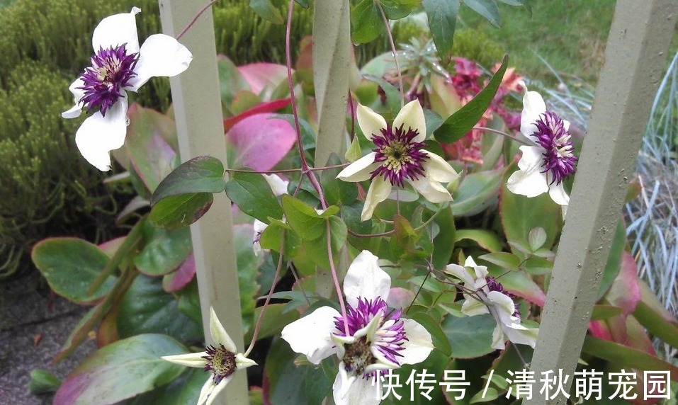 花土|喜欢垂盆养花,切记养些铁线莲,这么照顾好看又好活