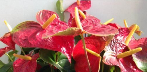 玫瑰|比起喜欢玫瑰,养花盆的“精品玫瑰”卡罗来纳,像火花一样红润明亮的爱