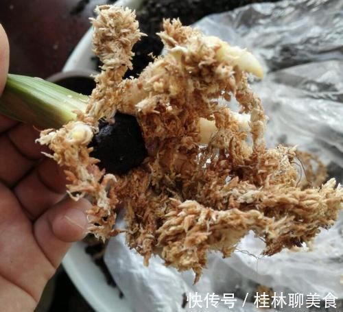 腐叶土|让君子兰“快生根”用上1种“好宝贝”,2周长满狗牙根