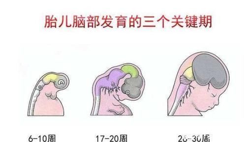 核桃|孕期吃核桃会让胎儿更聪明吗？孕妇吃核桃需要注意什么？