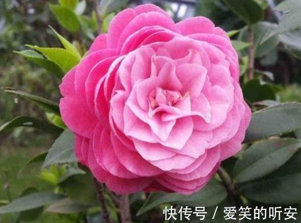 花草|家里养此款花卉,便宜又好养,好养易爆盆,惊艳如花球,美翻了