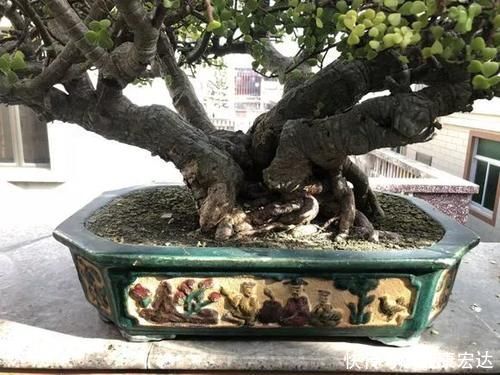 虎尾兰|客厅适合养的5种“耐旱花”，1个月不用浇水，反而爆盆！