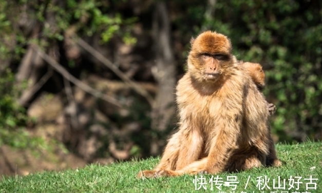 生肖马|惹不起生肖猴、生肖马、生肖虎，10月资源多不胜数，事业一帆风顺