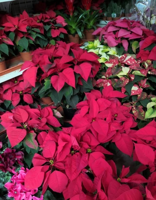 红红火火|西方的“圣诞花”,红红火火忒漂亮,只能看,不能摸!