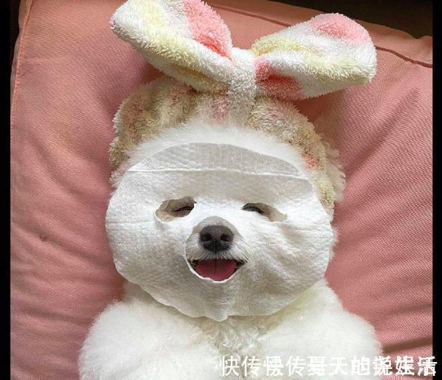 开心|网友用纸给狗做了个假面膜,它开心的不得了:我的皮肤会变好吗?