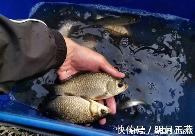 蓑笠哥|冬钓大板鲫自制窝料配方，成本低效果不错，制作特别简单