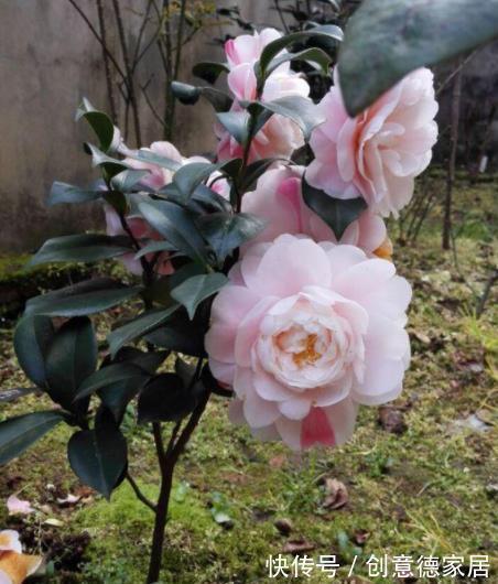 花芽|秋天养茶花,学会施肥“事半功倍”,不黄叶不掉苞,开花又大又美