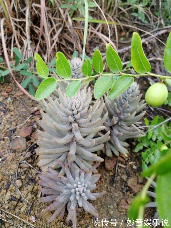 多肉|野外看到4种植物，千万不要挖，因为是濒危植物