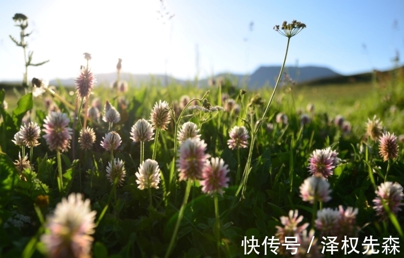 真爱|6月，桃花重现，余生甜蜜，喜鹊报喜，3生肖邂逅真爱，喜结良缘