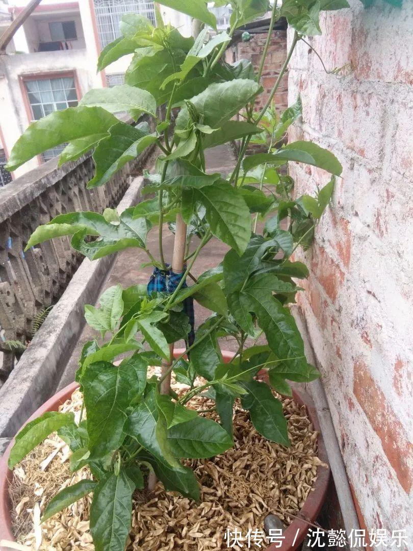 枝条|大粗杆插土里,7天生根,当年结果压弯枝,不用买水果了!