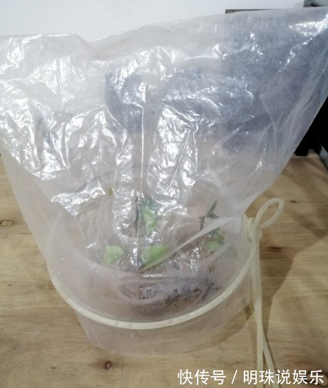 花花|被当成垃圾的塑料袋,其实是个“宝”,用来养花效果好