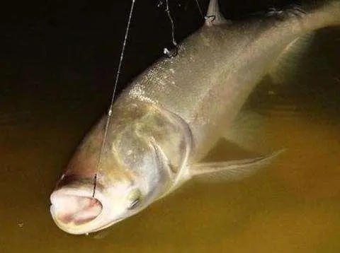 为什么别人能爆护，我却不上鱼呢？原来是这些地方没做好