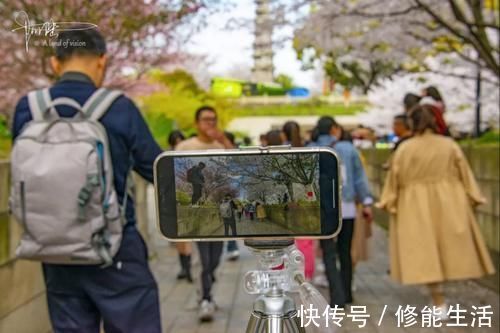 樱花|白塔公园的樱花很好看，可惜这几天白塔却不适合拍照，为什么呢？