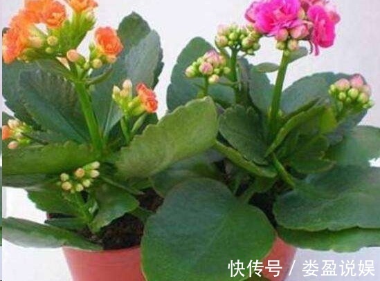 长寿花|别再浪费钱买花了,这些花掰片叶子就能长一大盆,省下好多钱!