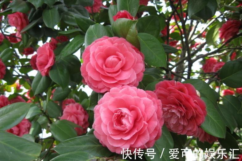 深秋养5种花，别急着搬进屋，室外晒一晒冻一冻，花芽会更多