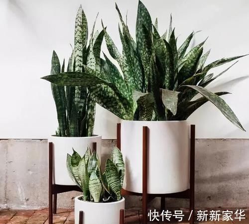 光照|专业养花人:练成这几招,杀手也能秒变“大神”