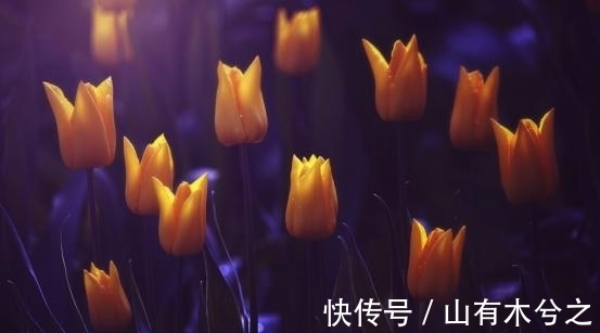 8月，桃花飘散，遇见挚爱，幸福相守，展望未来，双宿双栖伴一生