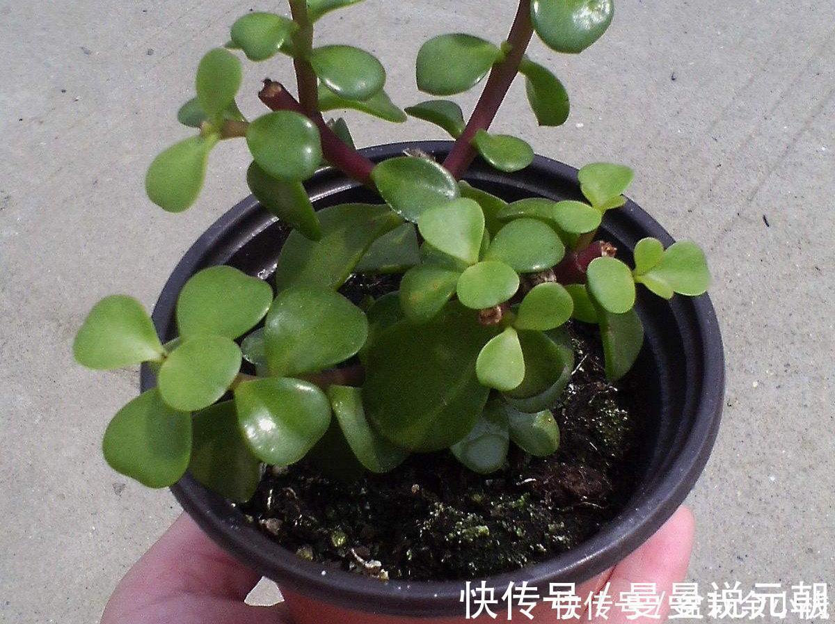 枝条|扦插金枝玉叶，用1招，长根快，成活率高达99%