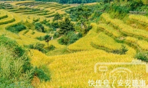 遂川|江西地貌以山地为主的县，有处梯田景观5000余亩，如今成4A级景区