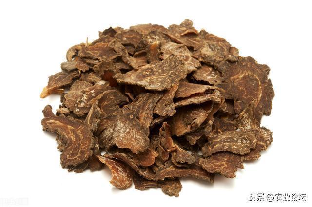 一味常见中药,但真正会种的人并不多,这3点对你有大有好处