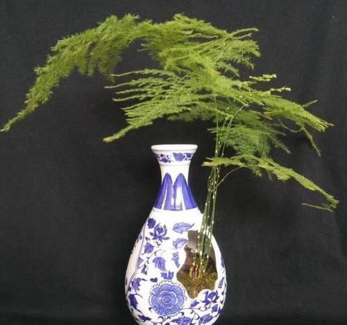 文竹养不好?喂点救命肥,1年新芽窜不停,邻居、朋友都学习