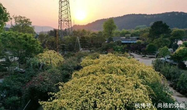 他在木屋旁种了一棵花,一养就是10年,花开时大家都夸神仙居所!