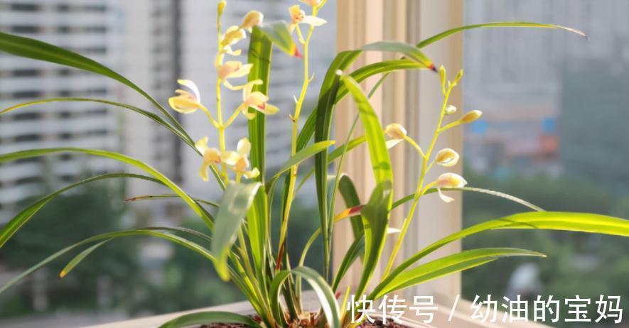 退休老夫妻传授经验:冬天暖房养兰花,抓住这3点很关键