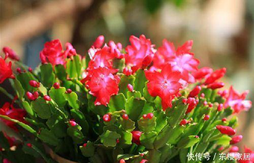 蟹爪兰有5怕,了解掌握,不黄叶不掉花苞,越长越旺!