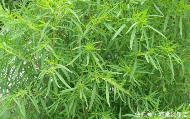 农村野草用处大,能吃能用价值高,搞卫生的好帮手