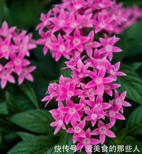 此花吊起来养,漂亮不占地,高端大气上档次,人见人爱!