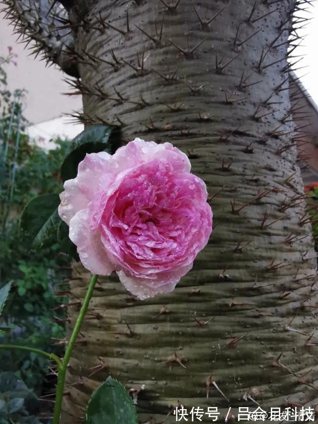 月季|22种最漂亮的月季，一次能开300天，满屋飘香开花多