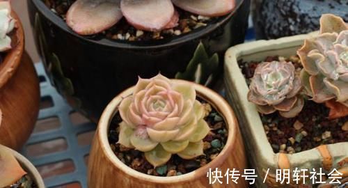 多肉植株|养多肉，不懂该什么时候浇水？凭借这些特征动手就能远离问题