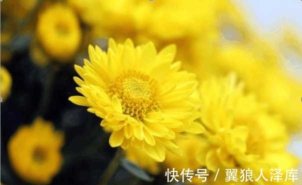 寿阳|黄花闺女在古代指处女, 那你知道, 黄花指的是什么吗?