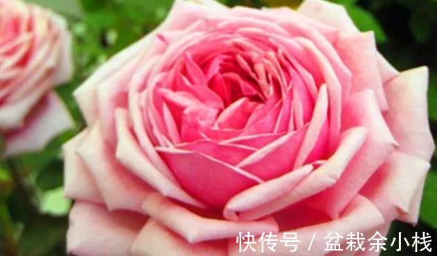 浓香|勤花，花大，浓香，不垂头，这就是月季结爱