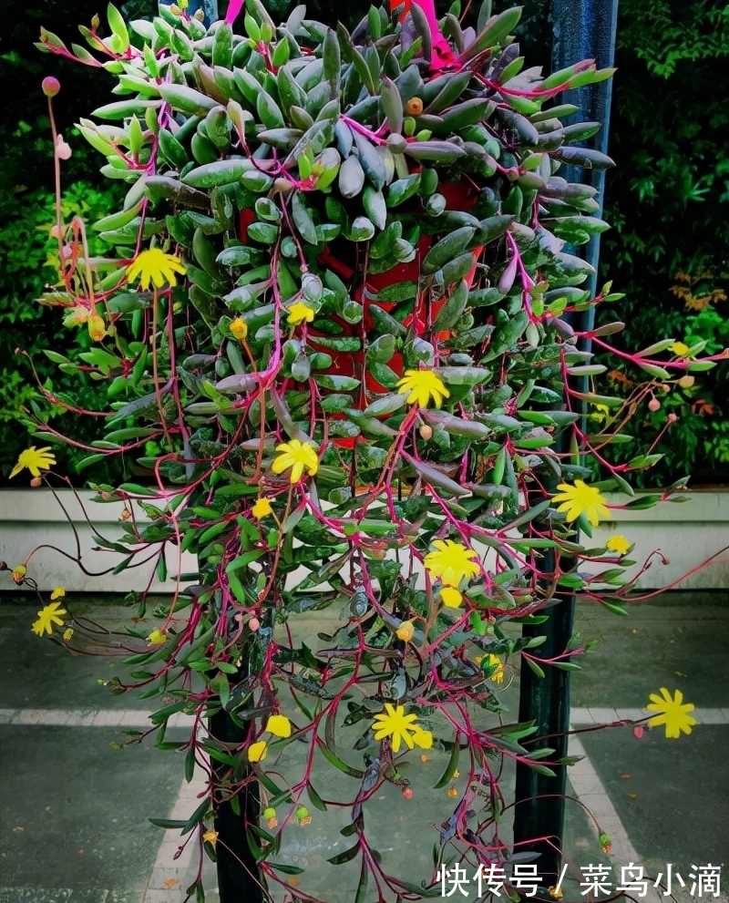 九种“皮实花”,多晒少管长得好,养成老桩更高档,绿萝没上榜