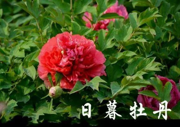 喜欢牡丹花，却一不小心买到芍药！附牡丹花品种图鉴大全