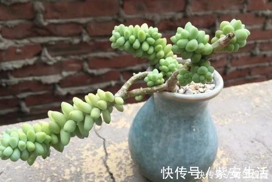 玉坠|把玉坠养出老桩不难，养出艳丽颜色就不简单了！