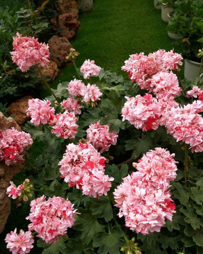 养花技巧:大冬天,她家的小院开满200盆花,全家人过年围着看!