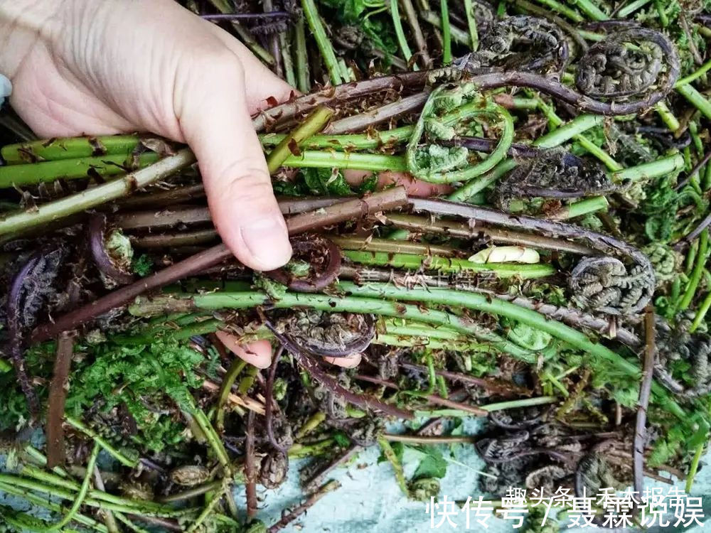 凉拌|这野菜表面全是毛，一长就是一丛，4月正值采摘季，凉拌脆嫩可口