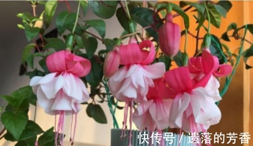 新手|此款花草适合新手养殖,花开媲美玫瑰,花朵姿态万千,美