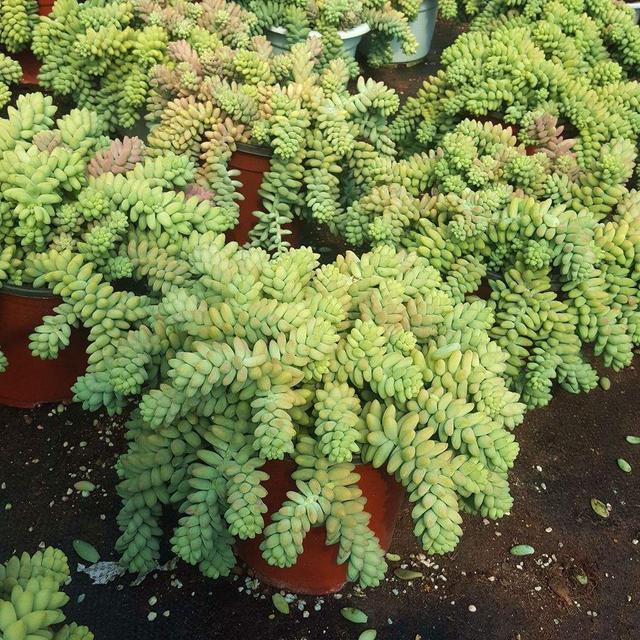 多肉萌新养这几种,不用打理就能活,省心省事颜值不低