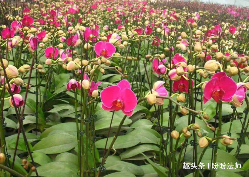 脱单|12星座，桃花朵朵绽放，正缘来袭，情人节有望脱单的星座