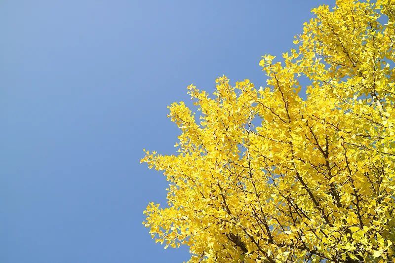 腹泻腹痛|把银杏果当保健品吃?专家提醒!