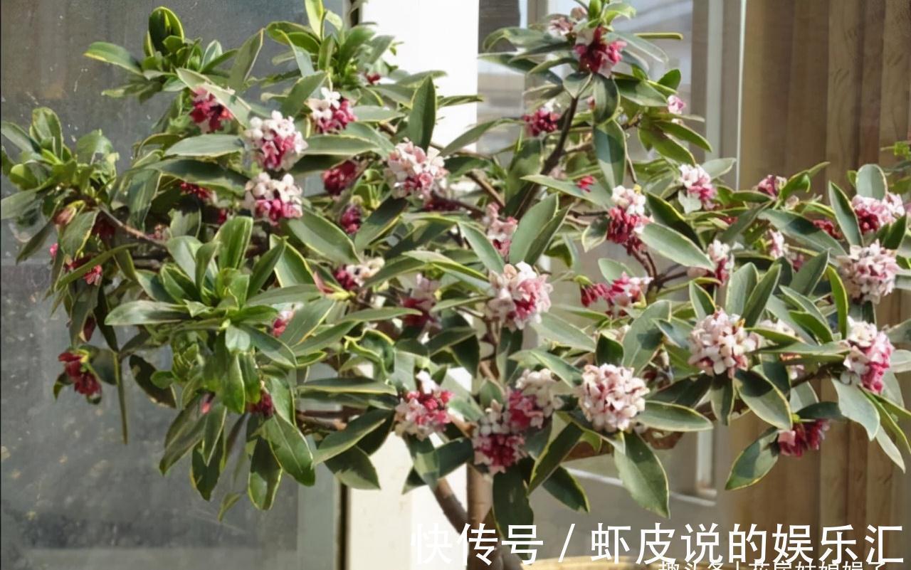 14种冬天开花的花卉,好养不娇气,为冬天添一抹色彩