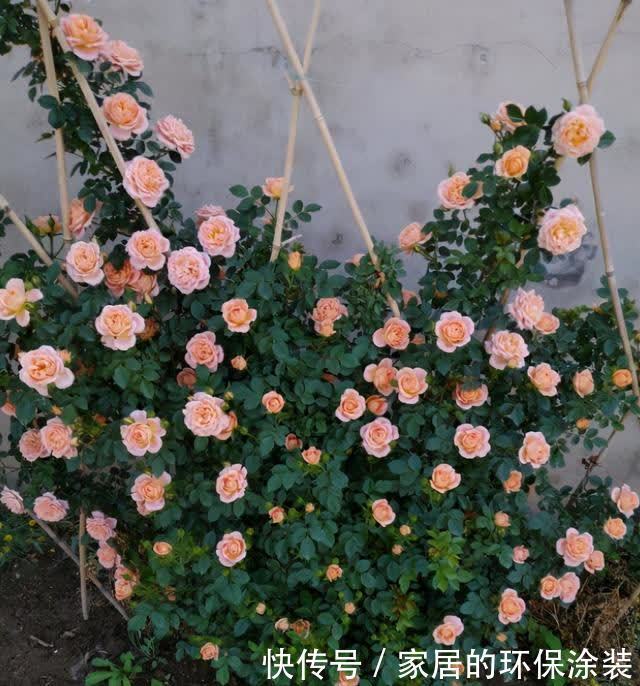 春天藤本月季想要开花整齐,开花多,不能缺少这3点